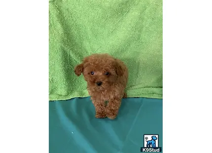 a small brown maltipoo dog